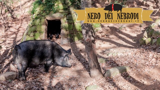 Élevage de porcs noirs dans les Monts Nebrodi en Sicile